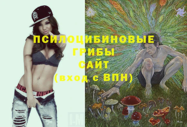 прущие грибы Аркадак
