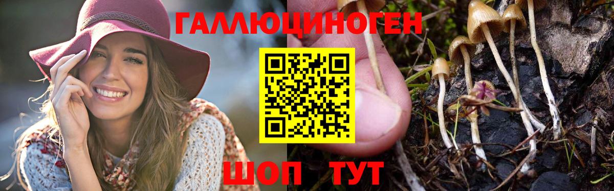 Галлюциногенные грибы Psilocybe  Псилоцибиновые грибы Psilocybe  Нововоронеж  что такое   Вход с VPN 